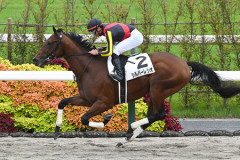 【競馬予想】 第31回ユニコーンステークス(GⅢ)/2026