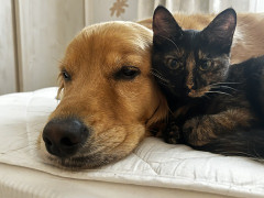 犬と猫って金持ちしか飼えんくない？
