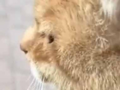 【これは困る】 モペットを駐輪場に置いていた。ちょっとどいてもらえませんか？ → 無理のようです…