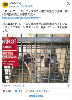 【朗報】アメリカさん、犬猫の殺処分を激減させ約400万匹が新しい家族の元へ旅立つ