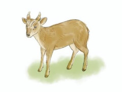 ヤマビル被害がアウトドアで急増中「血が止まらない」「魔物のよう」　ヒル増加に「シカ」や「キョン」が関係か