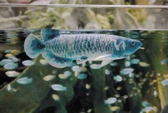 超リアルな「ロボット・アロワナ」が、お世話不要の高級魚水槽を実現！