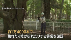 【東京】都内の樹木80万本を緊急点検　1万4000本に枝が折れたりするなどの異常　小池百合子都知事 「スピード感をもって植え替え進める」