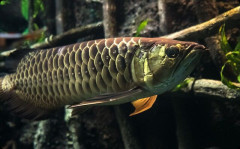 ホムセンの水槽でアロワナが優雅に泳いでて「魚がフリスク食べたらどうなるんだろう？」と思ってしまい・・・