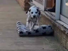 子犬を庭先のクッションに乗せてみた。ワンコ行きま～す！ → 量産型ワンダム、発進します…