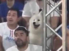 モフモフな犬が観客席の中にいた。テニスの試合を観戦中♪ → みんなと一緒にこうなります…