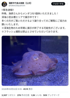 水族館「緊急速報！漁師さんからメンダコいただきましたので展示します」→9時間後…