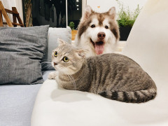 犬と猫って金持ちしか飼えんくない？