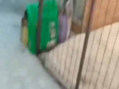 預けていた子ネコを迎えに行った。ここだよ、ここだよぉ～！ → 子猫はこんな様子でした…