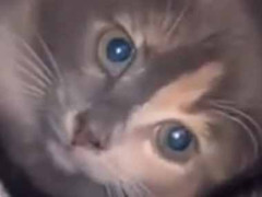 【これはヤバイ】 おばあちゃんの家のポーチから物音がする。そこには鉢が置いてあった → なんということでしょう…