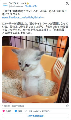 【画像】子猫さん、トイレで直立不動して宮本武蔵みたいになってしまう