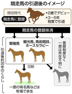 【悲報】引退競走馬さん、年7000頭がほぼ
