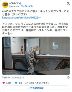 【画像】4mの巨大ワニさん、ホテルの受付カウンターによじ登ってしまう