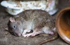 【ヤバイ】ネズミ等から媒介される「ハンタウイルス」、大西洋航行中のクルーズ船で感染疑い！　3名が既に死亡