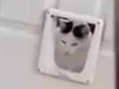 【ファッ】 １匹の猫がペットドアの向こうにいた。しかし犬は気づいていなかった → こうなった…