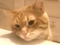 うちのネコがピザを食べようとする。あなたは食べちゃダメ！ なんだよもう！ → 猫、うっぷんを晴らします…