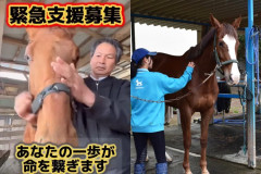 【悲報】引退競走馬さん、年7000頭がほぼ行方不明になってしまう・・・・・・・・・