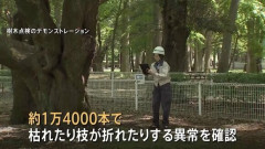 【東京】 都内の樹木80万本を緊急点検 1万4000本に枝が折れたりするなどの異常 小池百合子都知事 「スピード感をもって植え替え進める」