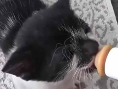子猫にミルクをあげてみた。ぐびぐびシェイク！ → 腹ぺこ子猫はこうなります…
