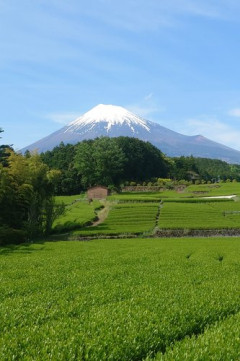 【悲報】独身おっさんさん、自分のGWが悲惨すぎると嘆いてしまう