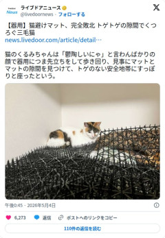 【画像】三毛猫さん、猫避けマットのトゲトゲを完全攻略してくつろいでしまう