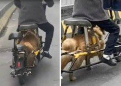 中国人、電動自転車を改造した犬動自転車を発明　静音仕様(口輪付き)、鞭打ちで速度アップも