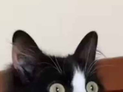 【珍しい】 ネコの柄は色々ある。茶トラや三毛猫、ハチワレなど → こちらの猫はこんなんです…