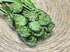 爺ちゃんの山でタラの芽を山ほど毎日天ぷらで食ってる日々