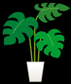 【100均】観葉植物【植え替え】