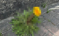 突然変異したタンポポ、とんでもない見た目で10万いいねｗｗｗｗｗ