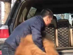 男が車の後ろからクマを乗せようとしていた → 違いました…