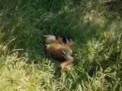 野生のキツネが木陰で静かに眠っていた。そっと近づいて撫でてみた → こうなった…