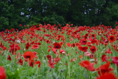 【画像】いい天気だから公園で花を愛でる