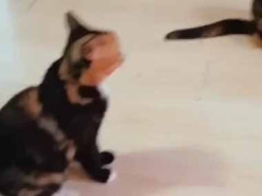 【遺伝子強すぎ】 親子はやっぱり似てしまう？ うちにいる猫一家 → みんな顔はこんなんです…
