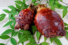 ホヤって美味しいの？宮城気仙沼に行って食えば見解が変わるのかね？