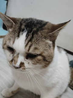 安価でうちの猫を愛でる（※画像あり）
