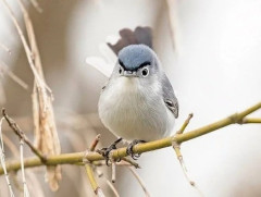 【画像】キモすぎる鳥、発見される