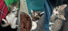 外国人「オスだと思ってた子猫がメスだった、ぴったりな日本語の名前ってある？」