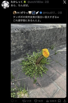 【画像】突然変異したタンポポ、あまりに太すぎる