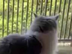 猫用のハンモックを折りたたんで窓につけていた。よっとな♪ → 猫は自分でこうします…