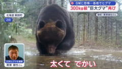 冬眠明けなのに300kg級の巨大ヒグマ、北海道で出没　