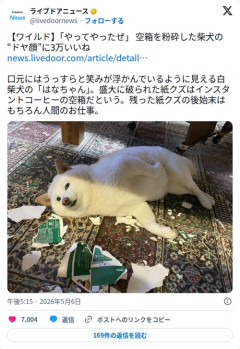 【画像】白柴さん、空箱を完全粉砕してドヤ顔で寝そべってしまう