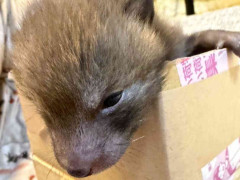 イヌかタヌキかと思った「一匹の保護幼獣」　成長して判明した「正体」に注目集まる