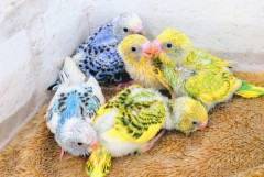【悲報】インコの雛かったんやがキモいし後悔してる