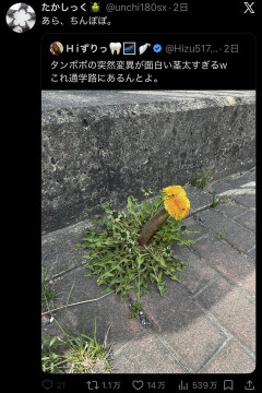 【画像】突然変異したタンポポ、あまりに太すぎるッピWWWWWWWWWWWWWWWWWWWWWWWWWWWWWWWWWWWWWWWWWWWWW