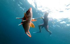 【人気レジャー】「魚突き」、漁業者とトラブル相次ぎ自治体苦慮…テレビ番組やコロナ禍で愛好家増加