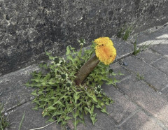 【画像】突然変異したタンポポ、あまりに太すぎるッピWWWWWWWWWWWWWWWWWWWWWWWWWWWWWWWWWWWWWWWWWWWWW