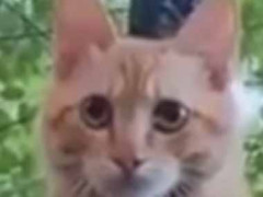 １匹のネコが木の上にいた。そのポーズは何かの修行ですか？ → 猫はこんな格好です…