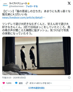 【画像】猫兄弟さん、窓際で直立して完全に猫の恩返しになってしまう