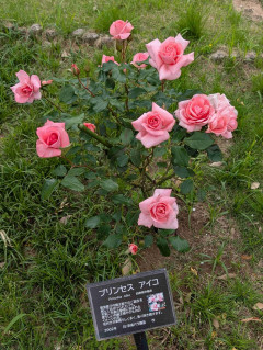 薔薇が見ごろ